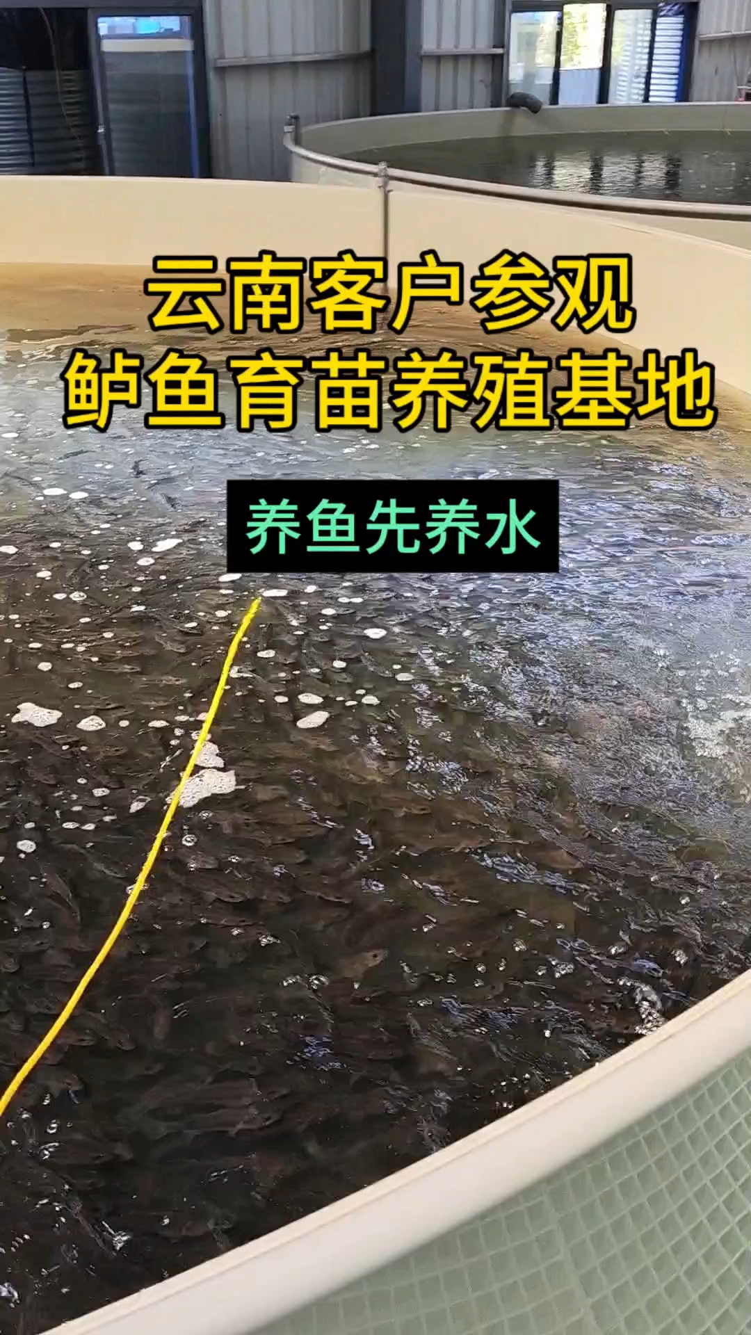 云南客户参观鲈鱼育苗养殖场基地，桶桶爆池！养鱼先养水