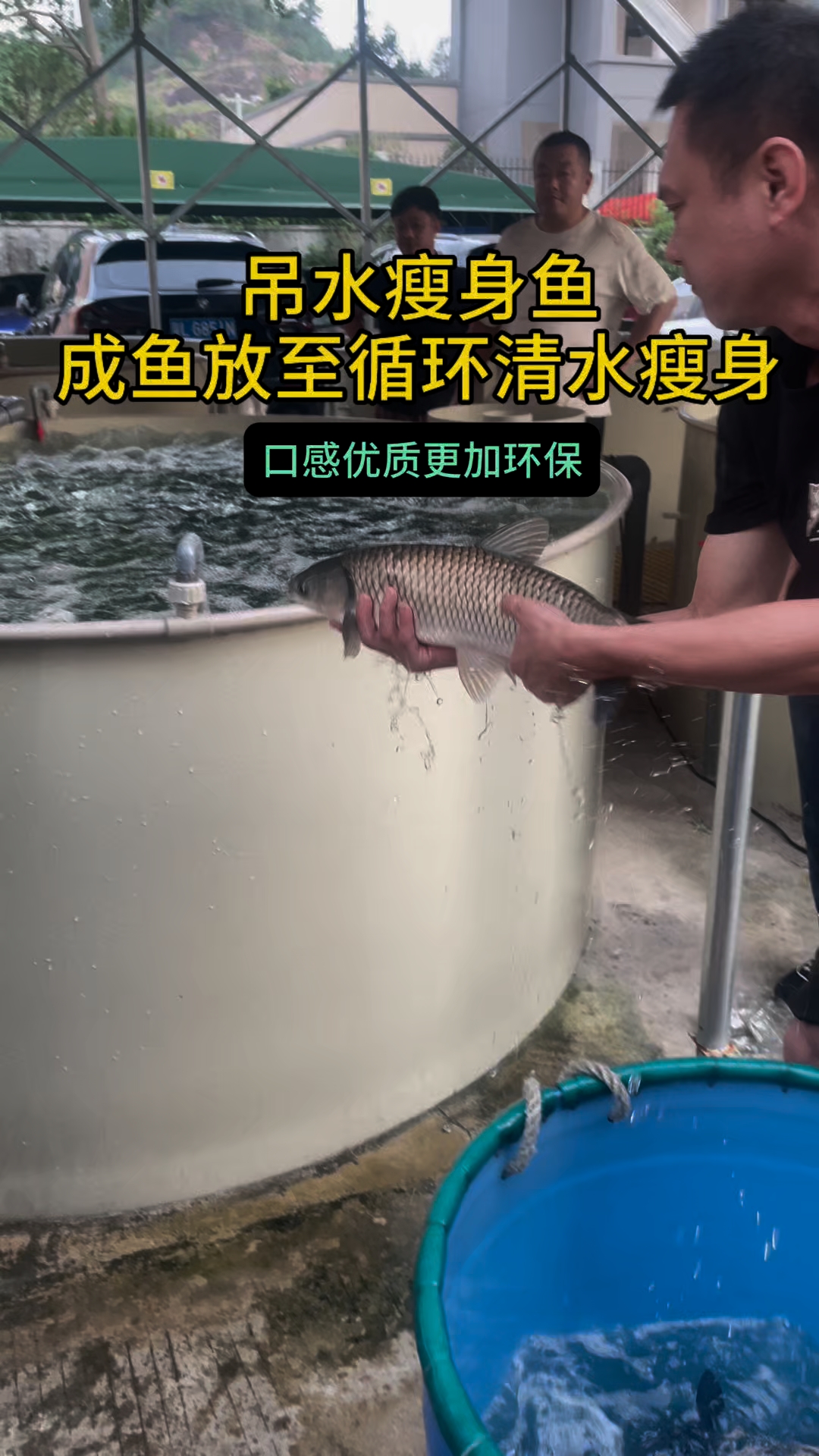 什么是吊水鱼? 吊水鱼并非特定鱼种