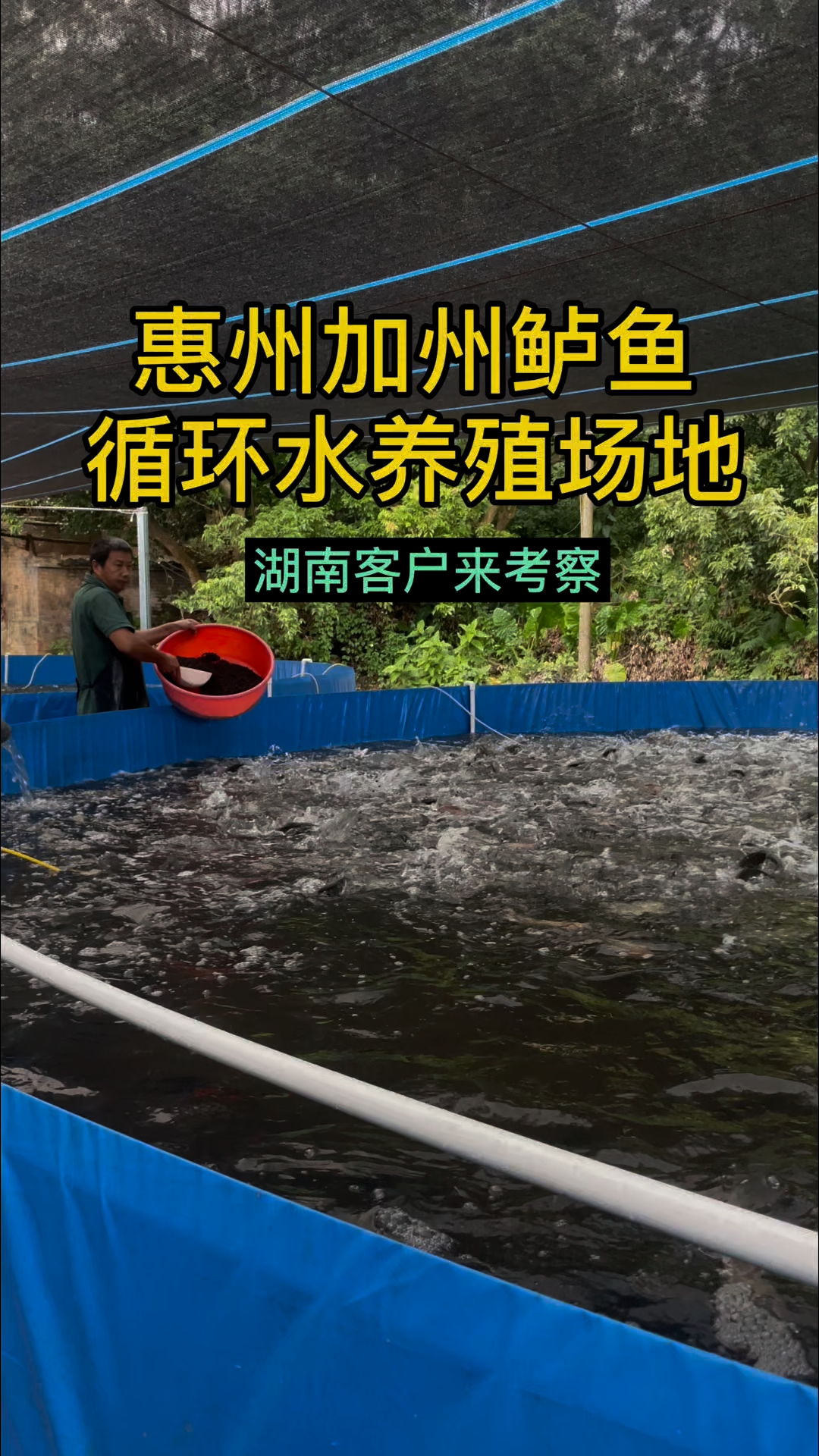 加州鲈鱼丰收了