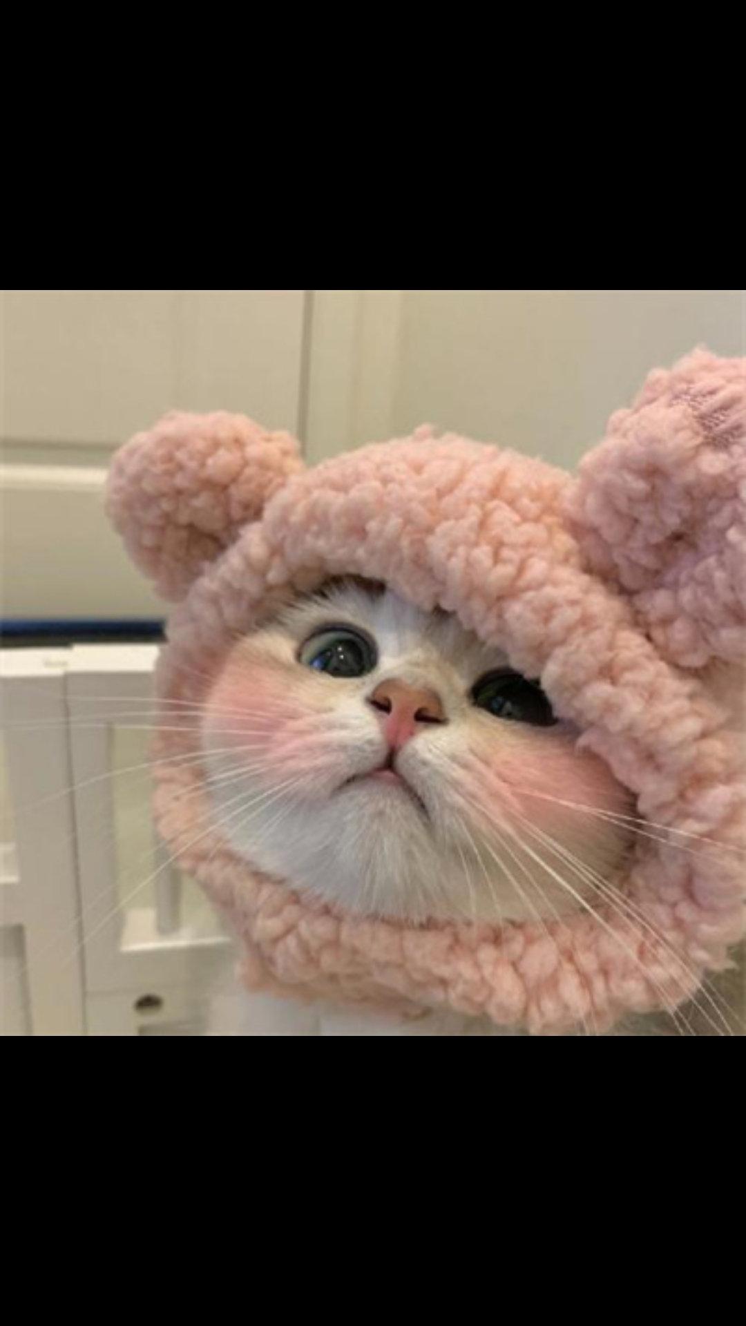 可爱动物头像   拿图记得吱一声~