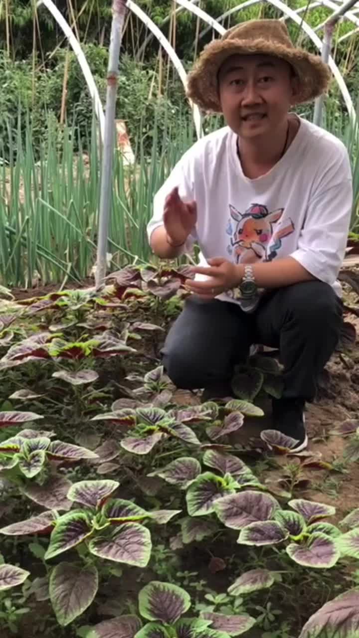 今天给大家聊聊红苋菜