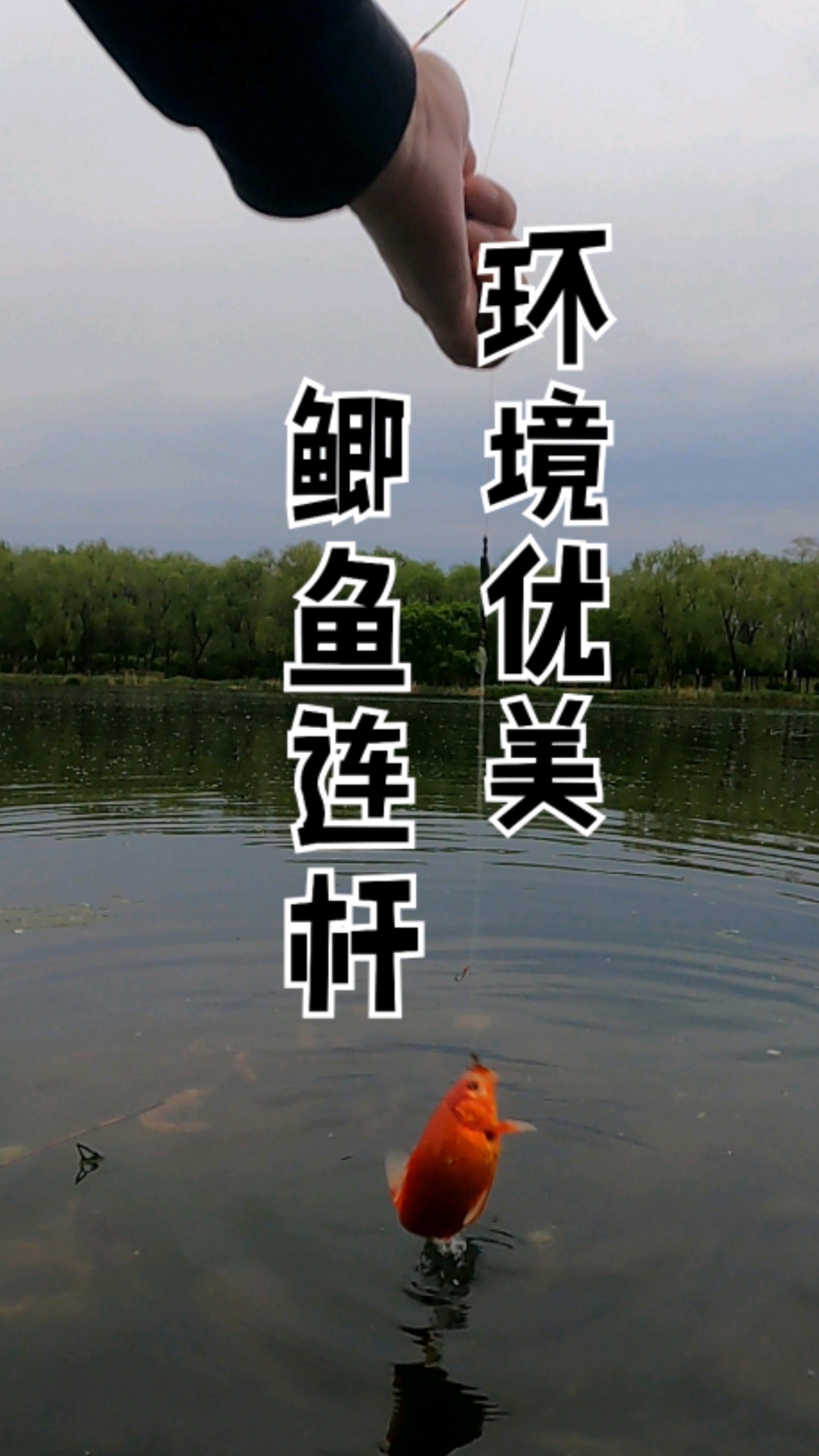 环境优美，鲫鱼连杆，抚顺望花这个地方垂钓资源是真好！#钓鱼#垂钓#野钓鲫鱼# #真实生活记