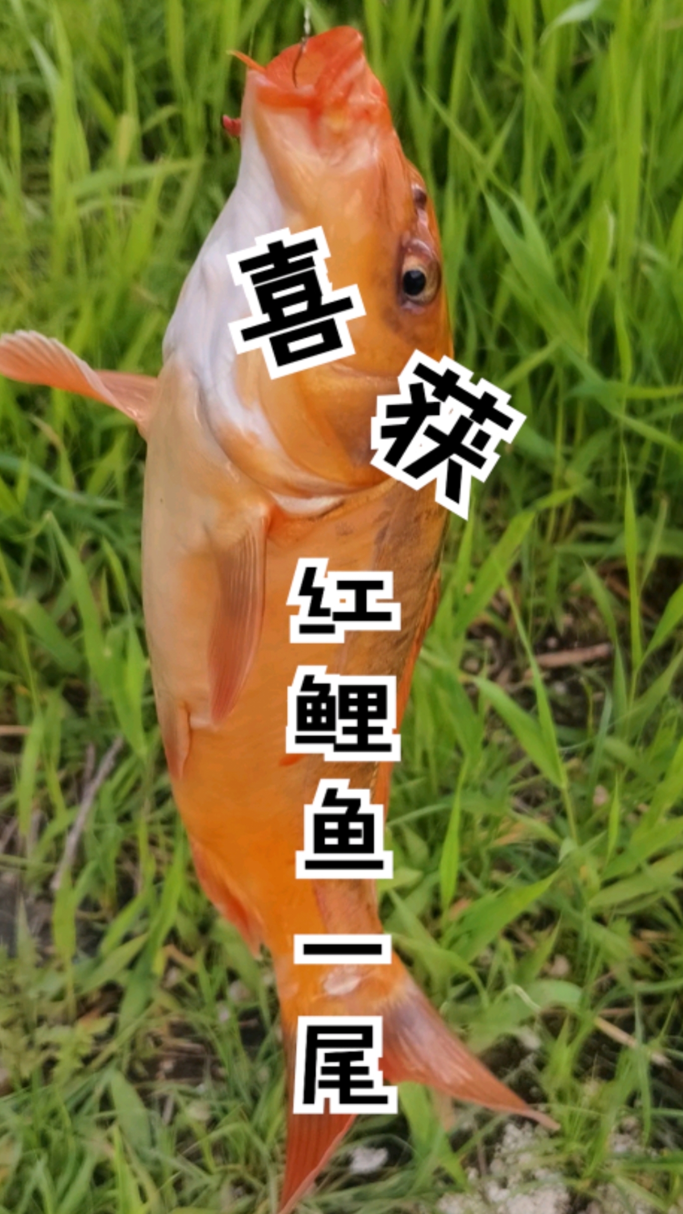 #优质视频激励计划#太幸运了，喜获红鲤鱼一尾！#野钓鲤鱼#