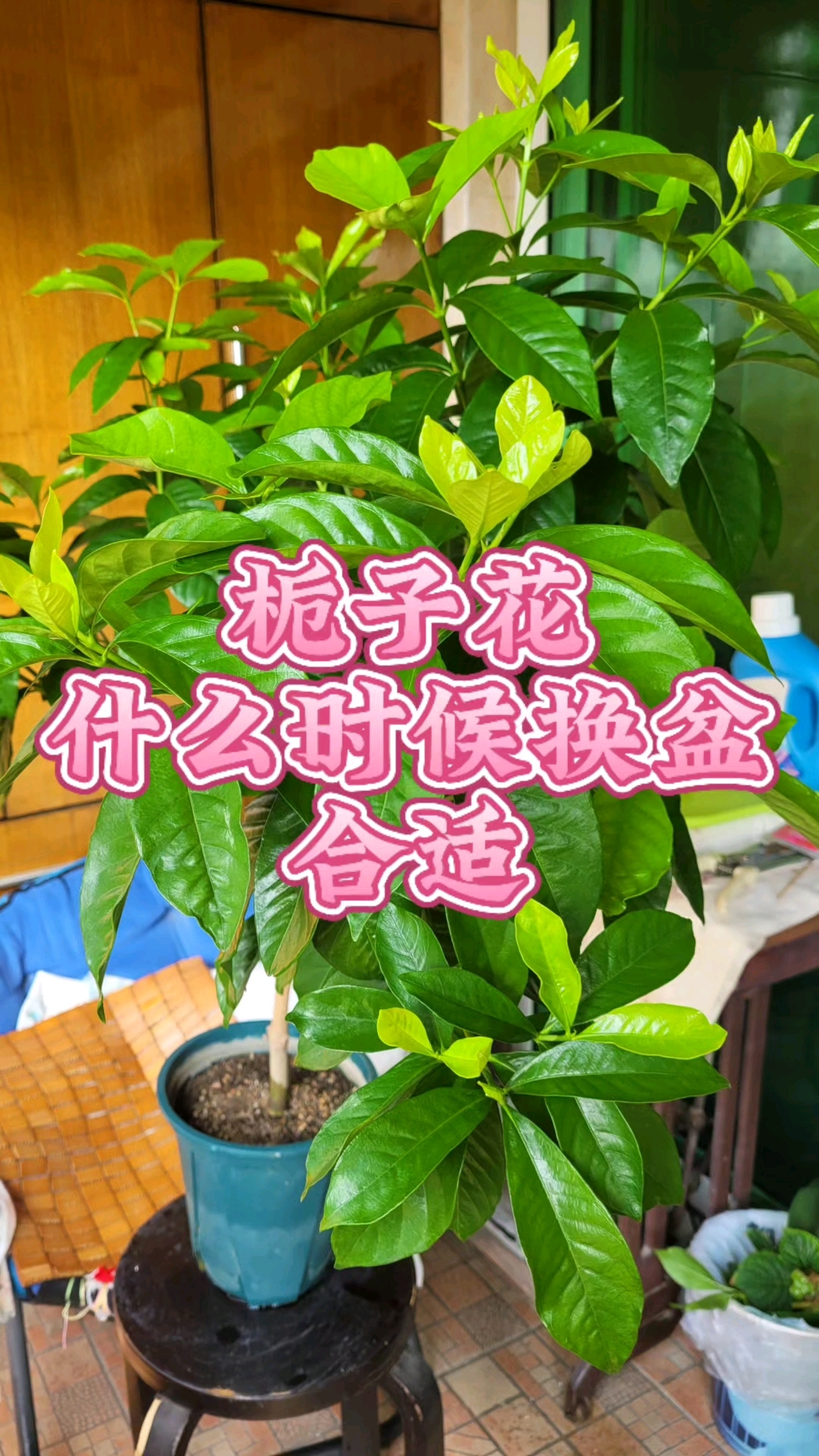 栀子花什么时候换盆合适