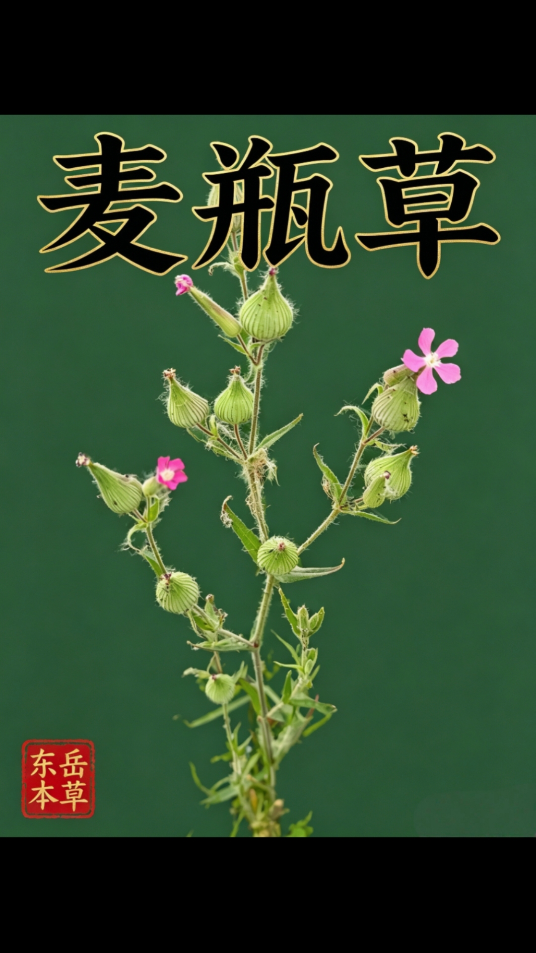麦瓶草，幼嫩时是美味的野菜面条菜。