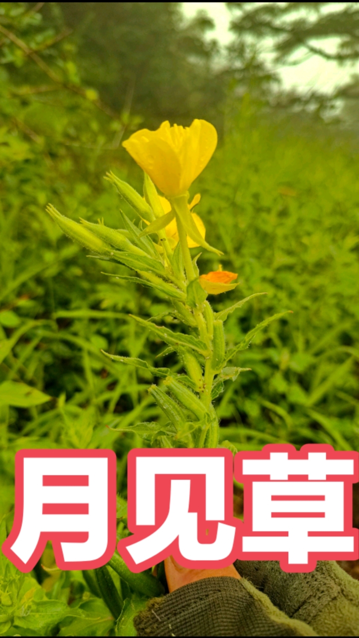 月见草，又名野芝麻，山芝麻，夜来香等，有较高的经济价值