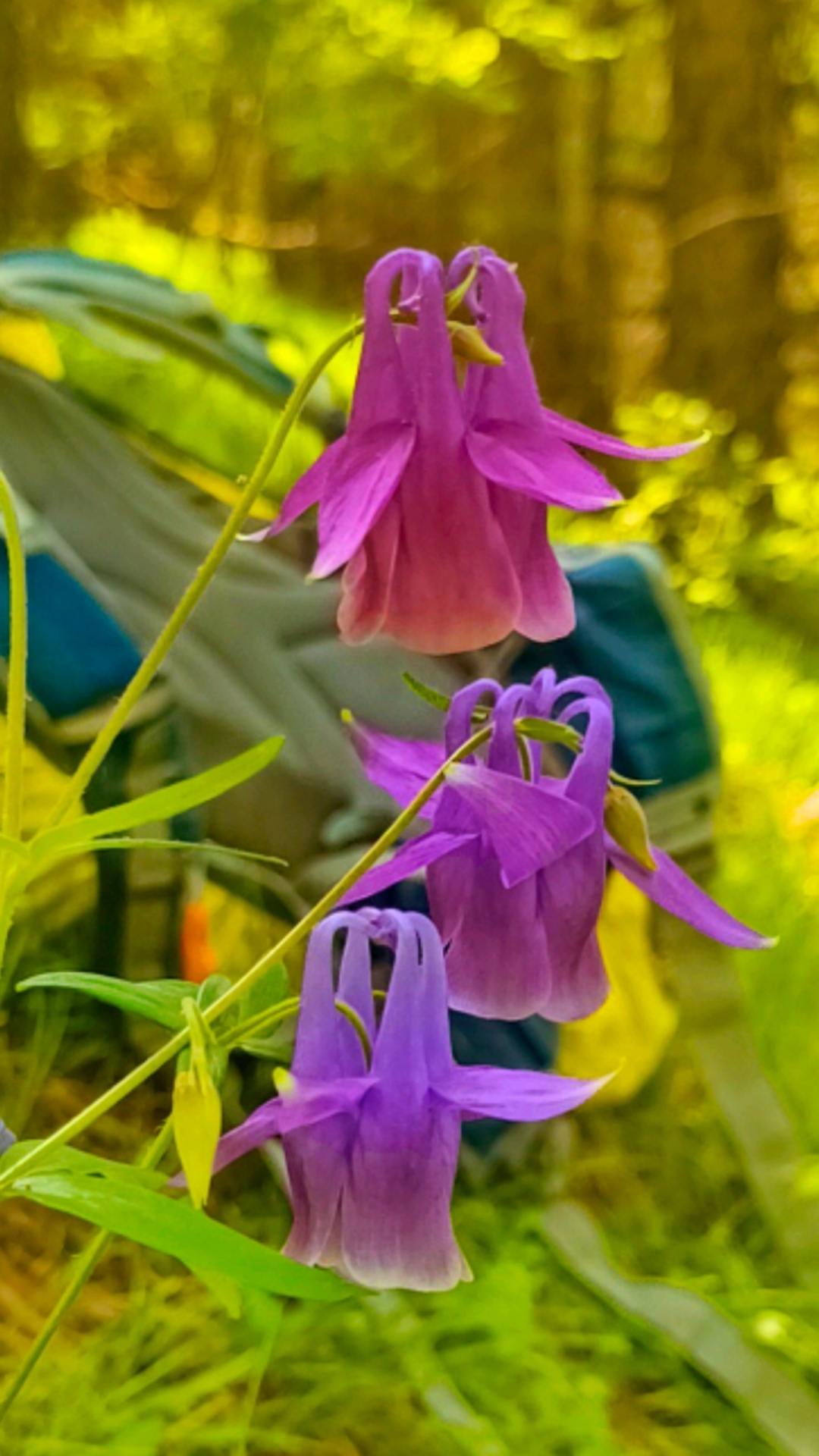 华北耧斗菜，美艳及实用并存，可食可观赏可入本草。#一日一植物
