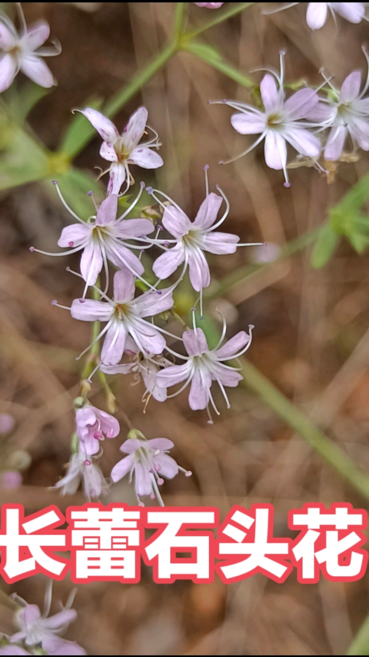 泰山本草之长蕾石头花，又名山苜楂，山蚂蚱菜