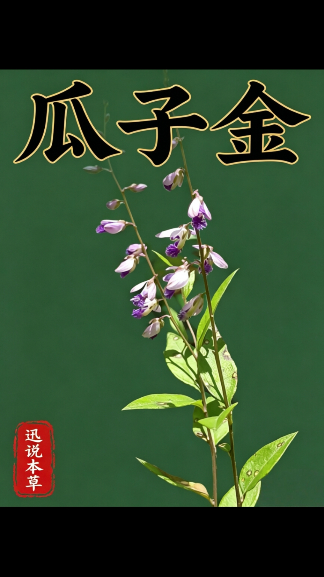 瓜子金,远志科远志属多年生草本,泰山分布很少,价值很高的本草
