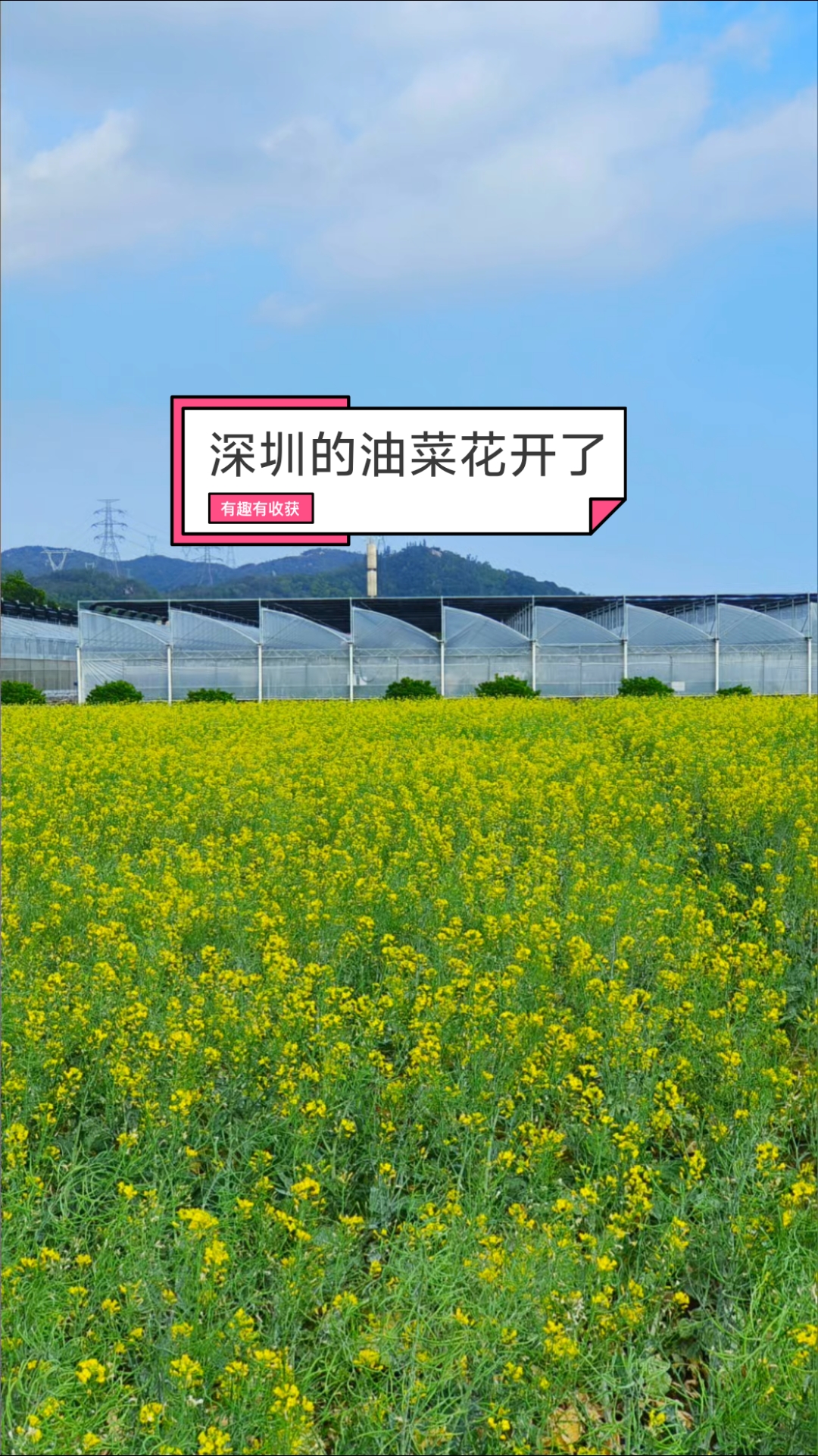 深圳的油菜花开得最早！#油菜花#深圳# #春天##大鹏半岛# #全国春日美景图鉴#
