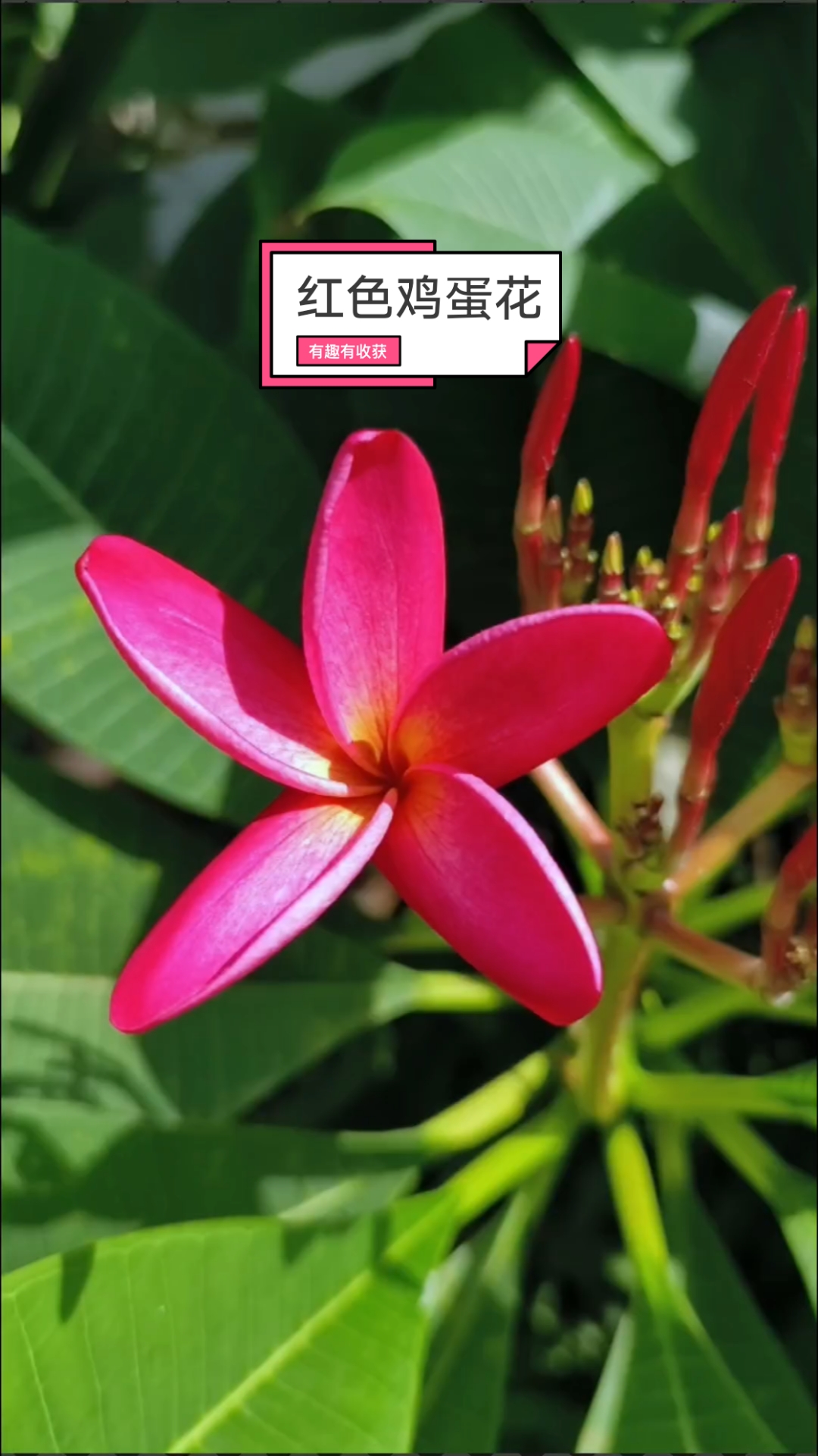 红色鸡蛋花寓意着“希望”,是广东凉茶五花茶的当家花旦