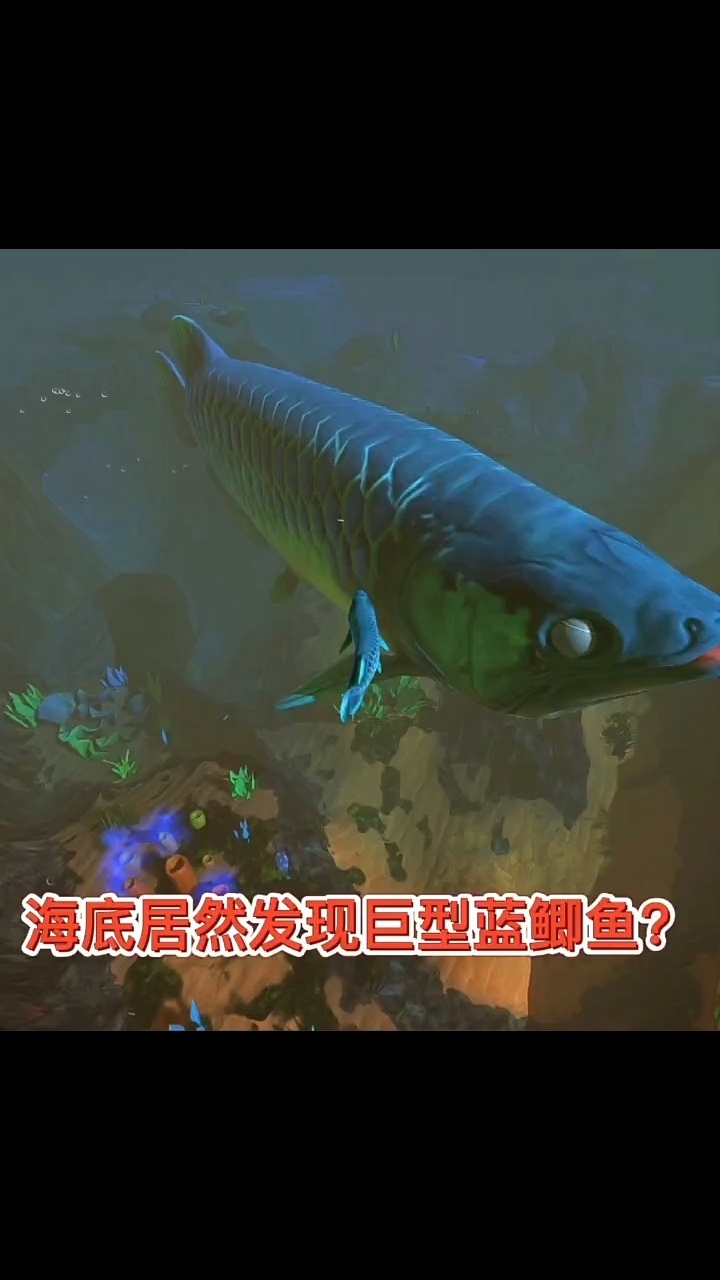 海底居然发现巨型蓝鲤鱼