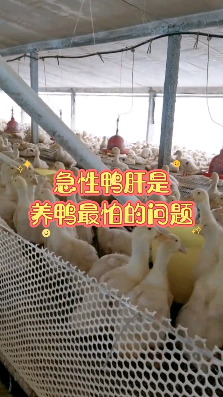 急性鸭肝是养鸭最怕的问题