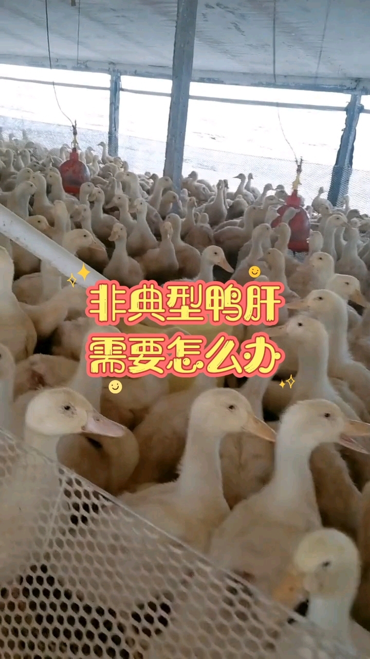 非典型鸭肝需要怎么办