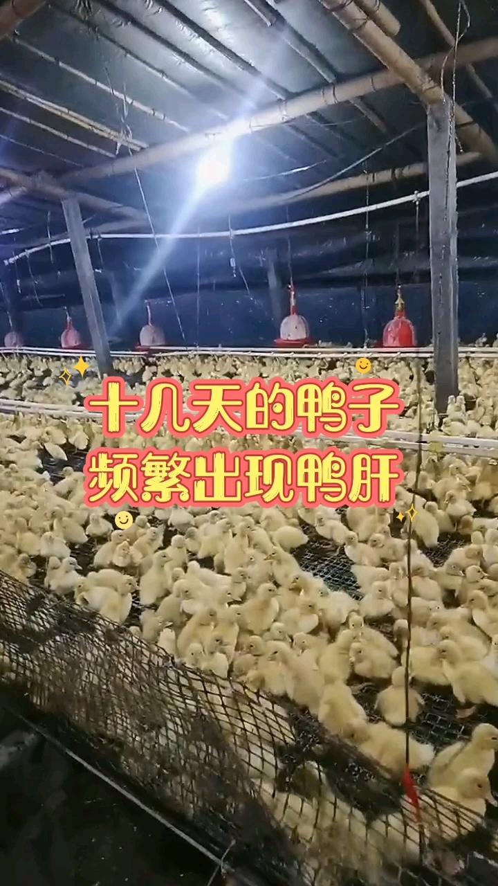 十几天的鸭子频繁出现鸭肝