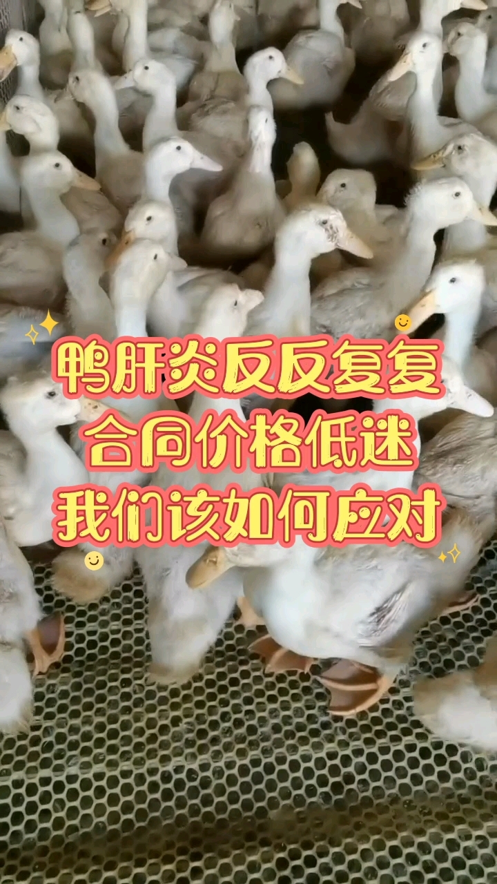 鸭肝炎反反复复,合同价低迷,我们该如何应对
