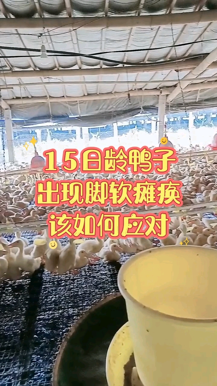 15日龄鸭子脚软瘫痪,该如何应对