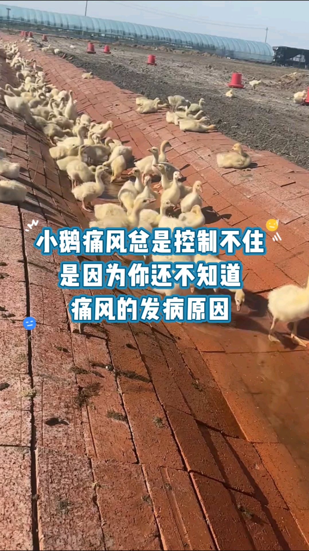 小鹅痛风总是控制不住
