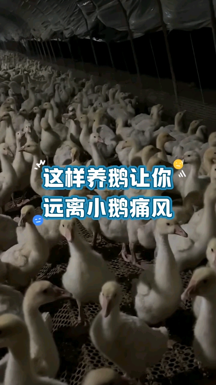 这样养鹅远离小鹅痛风