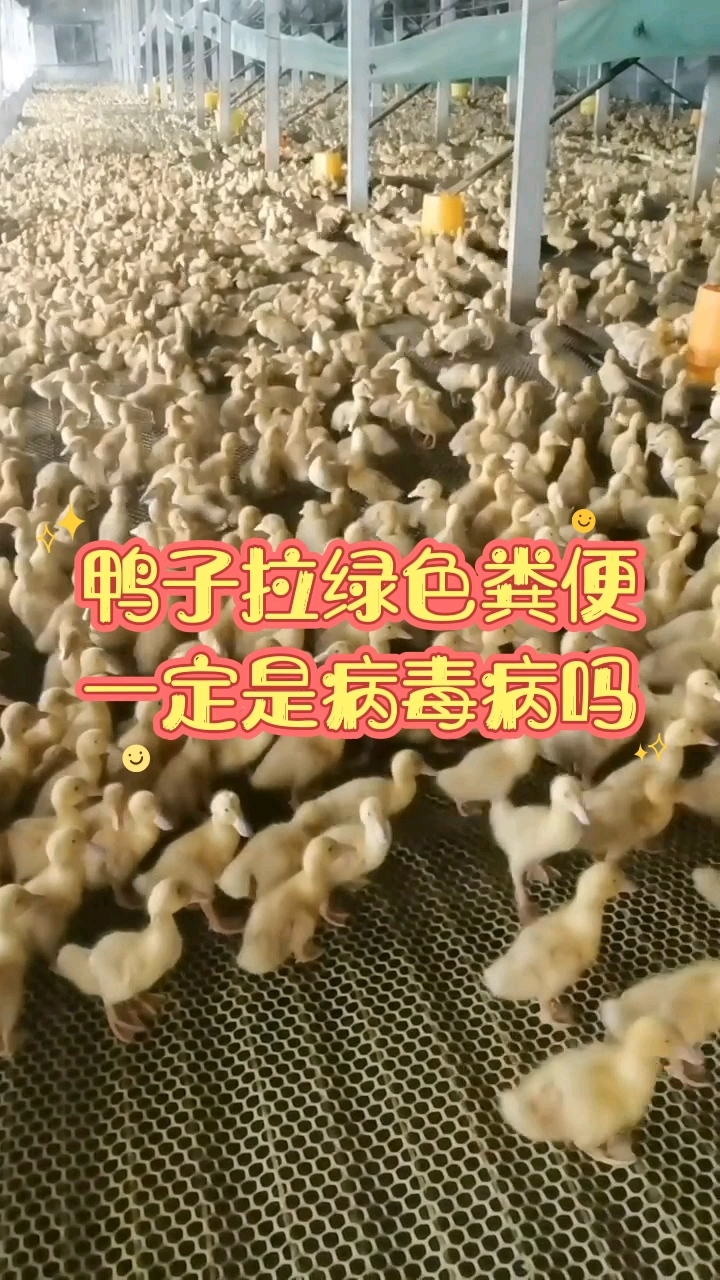 鸭子拉绿色粪便,一定是病毒病吗?