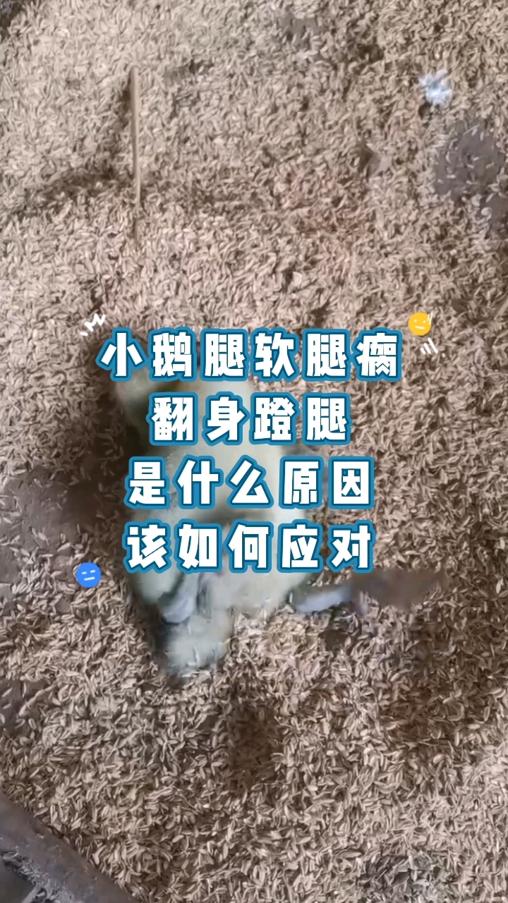小鹅出现腿瘸摇头晃脑翻身蹬腿