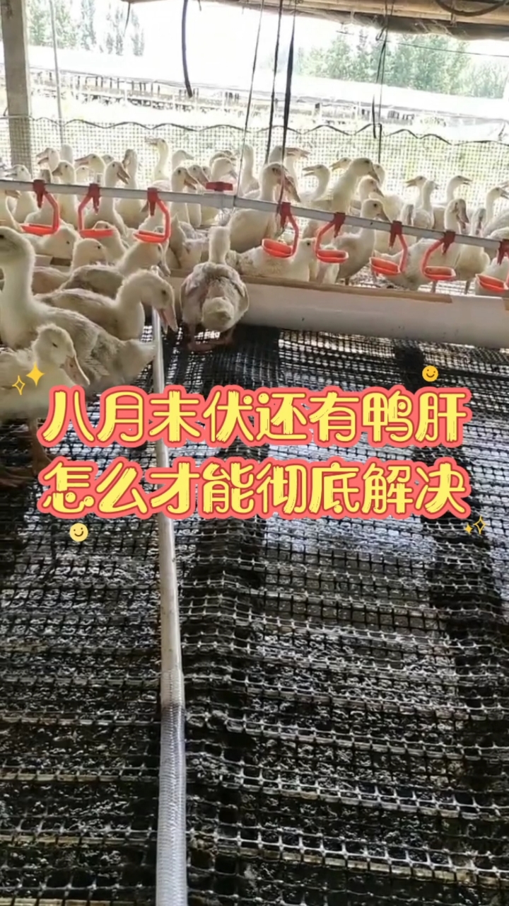 八月末伏还有鸭肝,怎么才能彻底解决