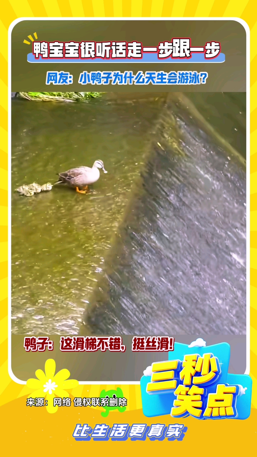 小鸭子为什么天生会游泳?#搞笑视频#搞笑#三秒笑点