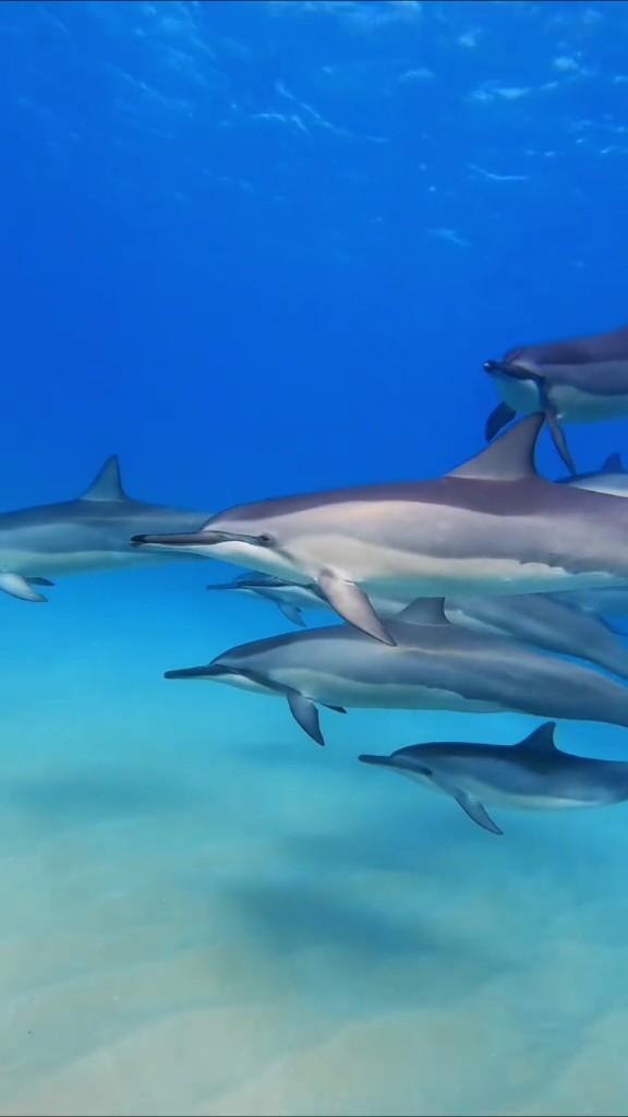 摄影师潜入海中近距离观看海龟海豚魔鬼鱼等海洋生物