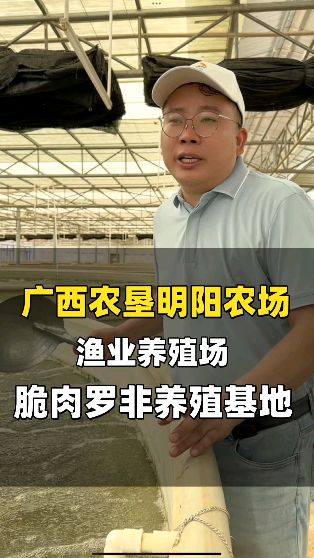 广西农垦渔业养殖场脆肉罗非鱼养殖基地#八桂冻品#广西农垦