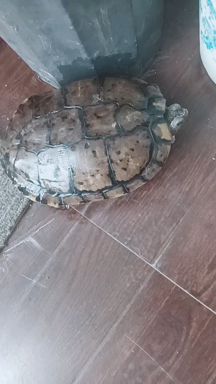 谁认识这是什么品种乌龟