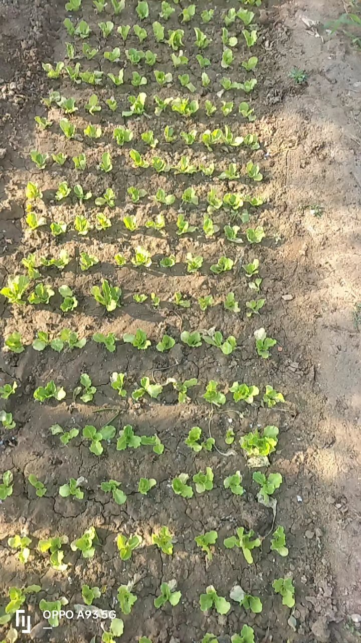 生菜