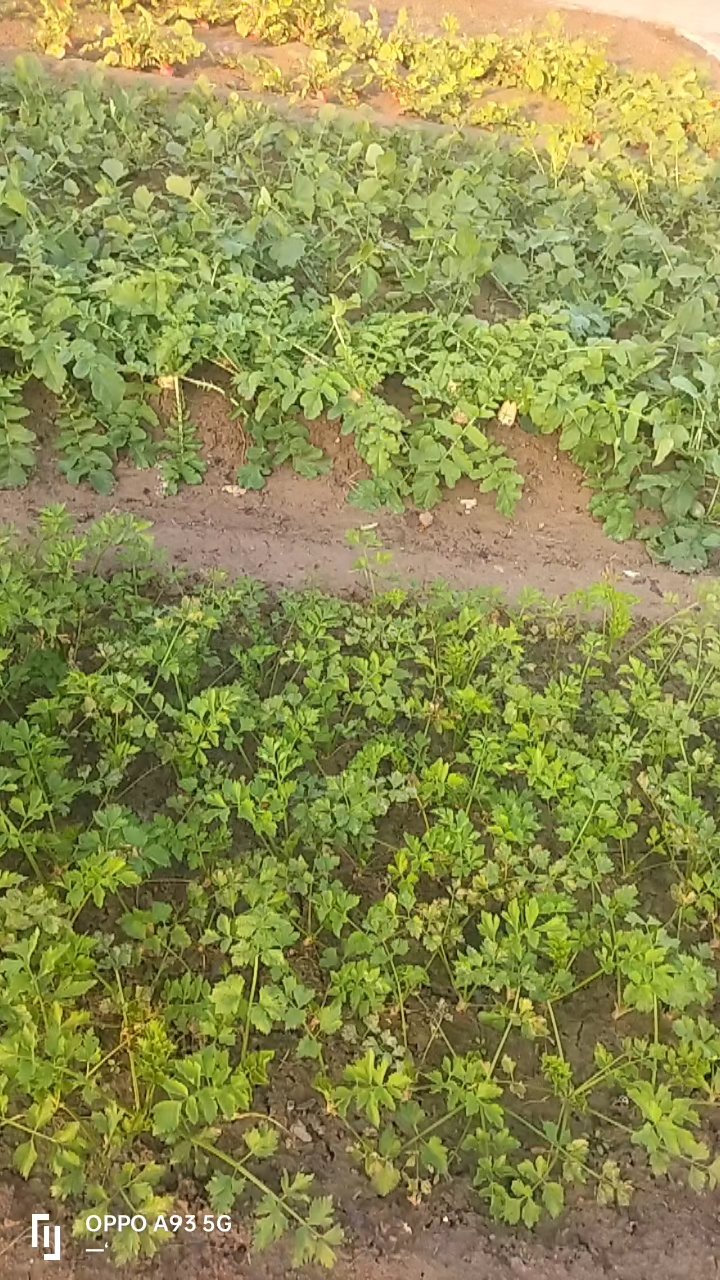 芹菜