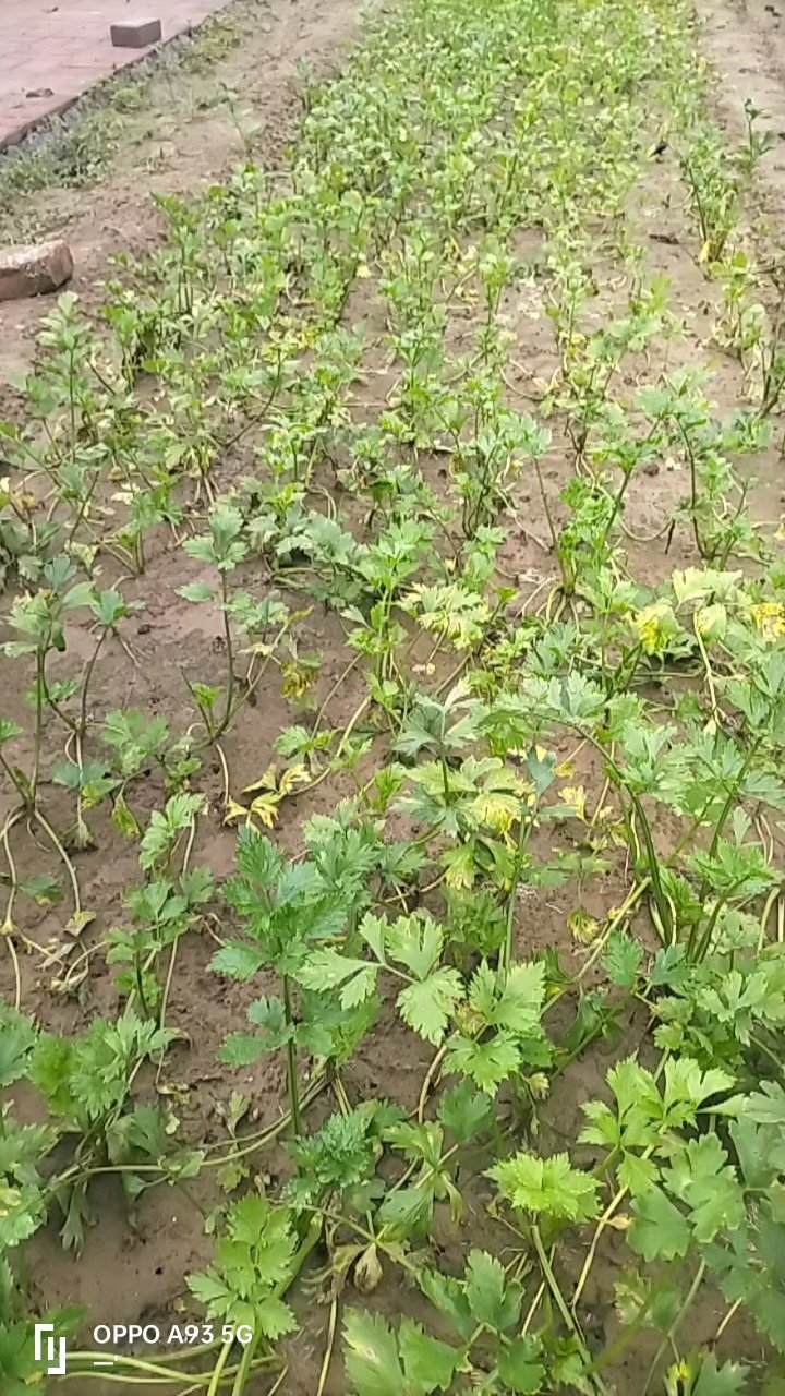 芹菜