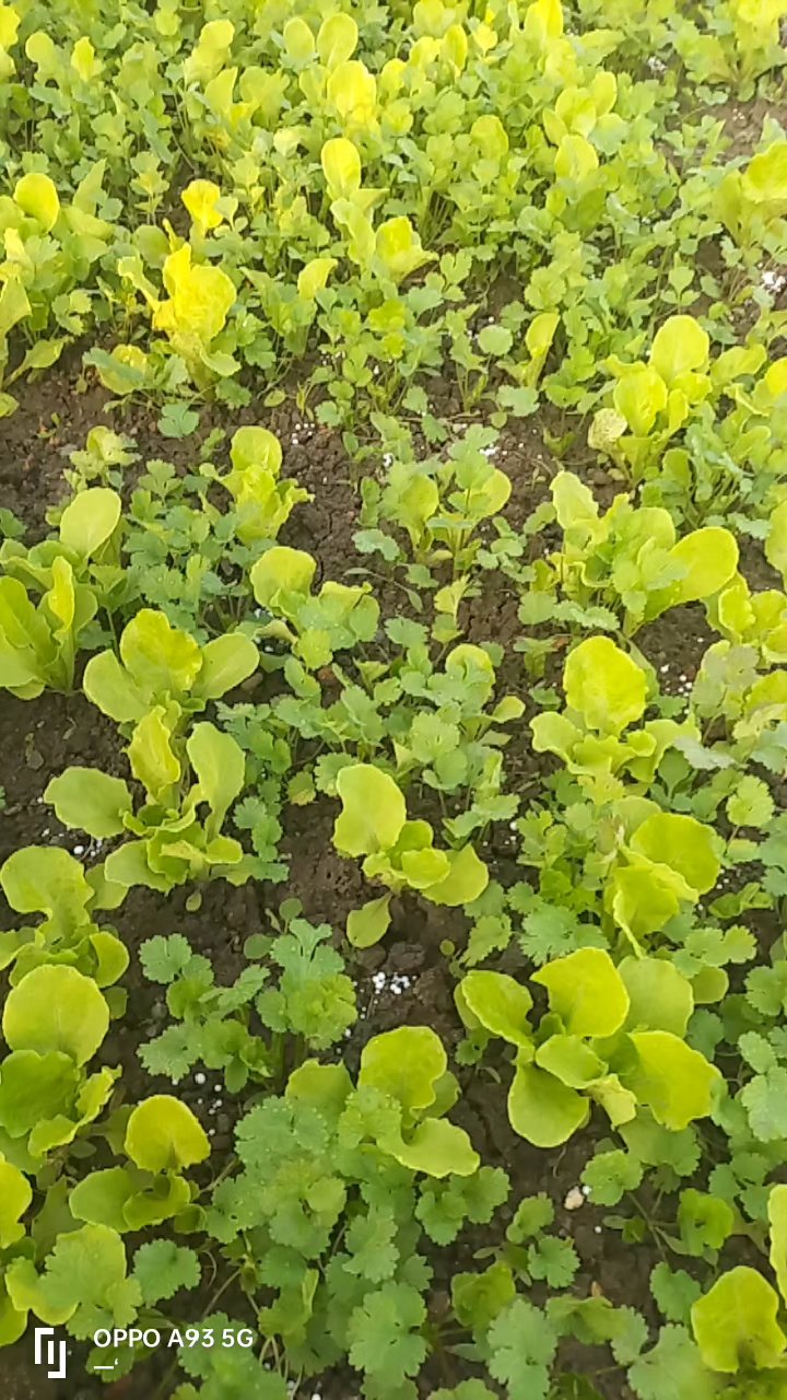 生菜