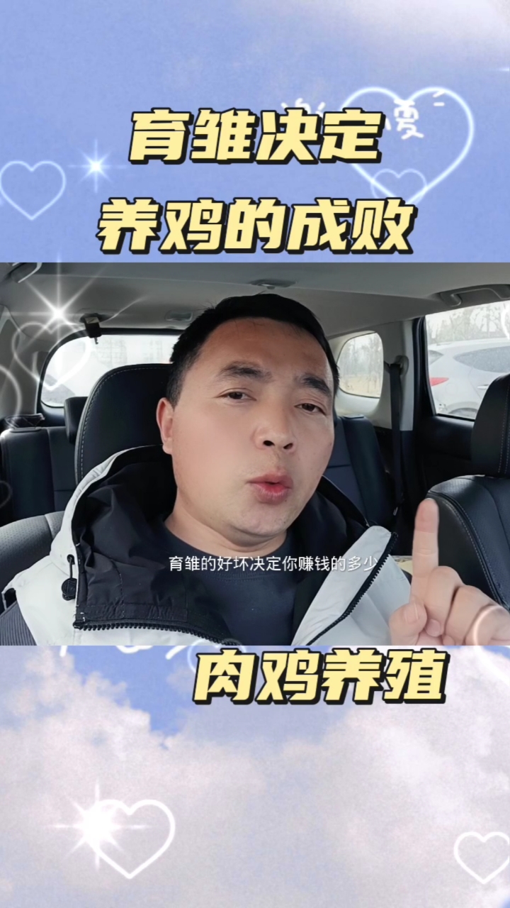 育雏四要点,肉鸡养殖