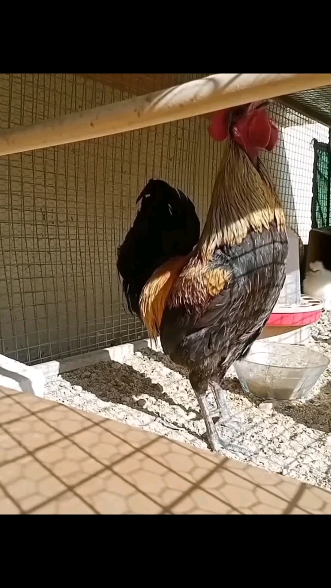 不同国家公鸡打鸣