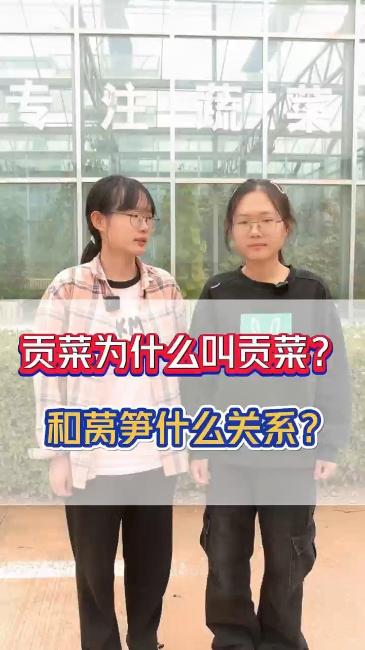 贡菜为什么叫贡菜?和莴笋什么关系?