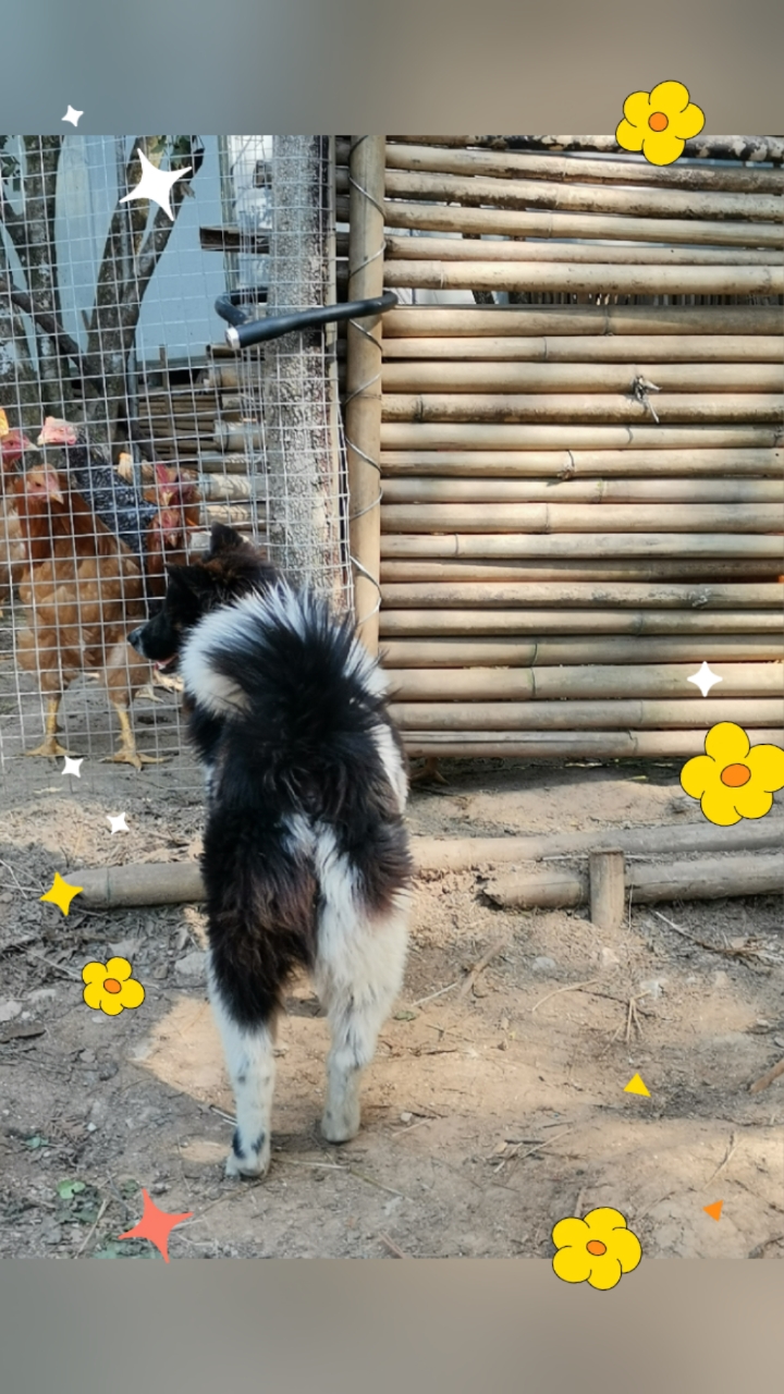 冬天犯困的中午需出动花斑美女来监督鸡群做运动哦