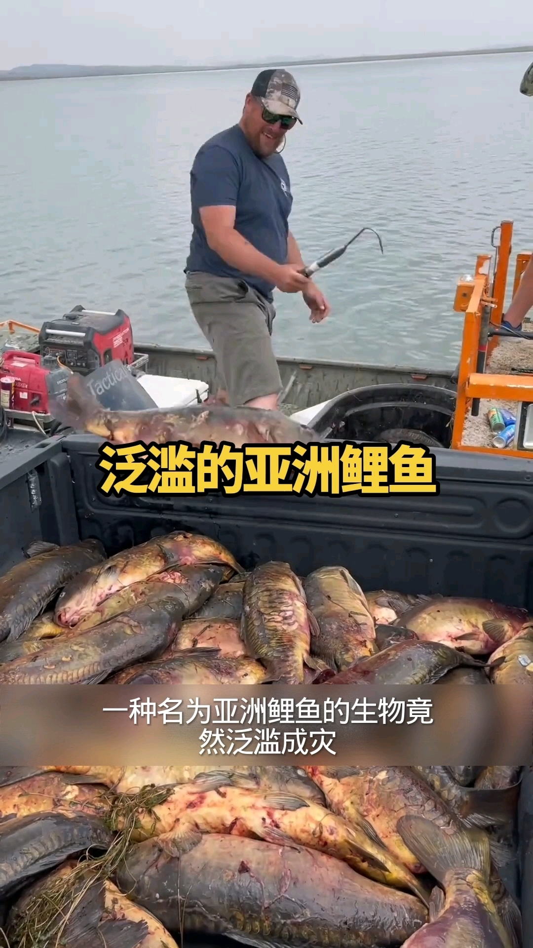 在美国这种亚洲鲤鱼泛滥成灾他们也不会烹饪