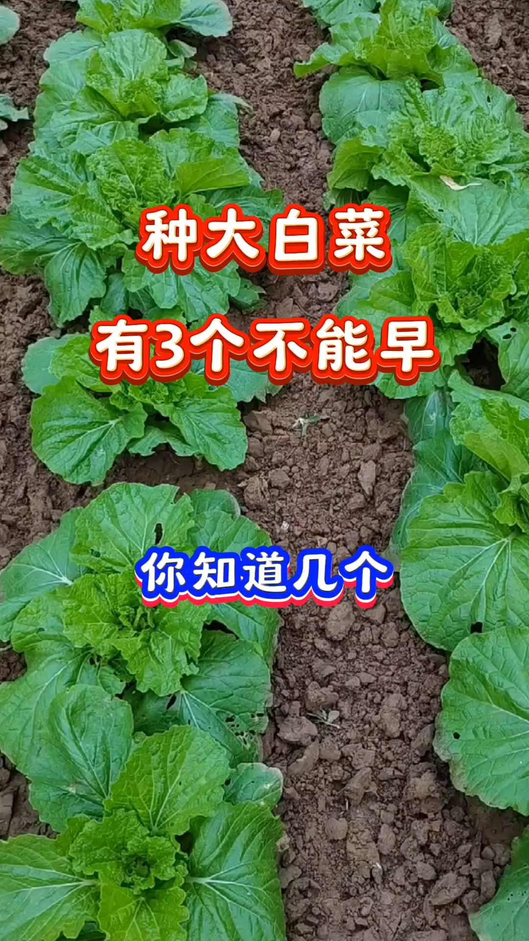 种大白菜有3个不能早#三农#农业#农业种植#白菜种植