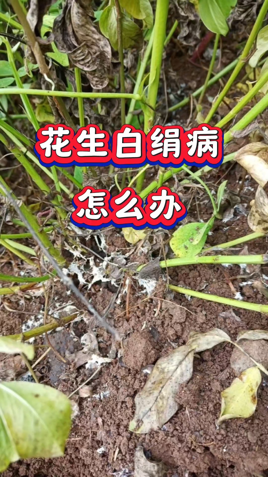 花生白绢病怎么办#三农#农业#农业种植#花生种植