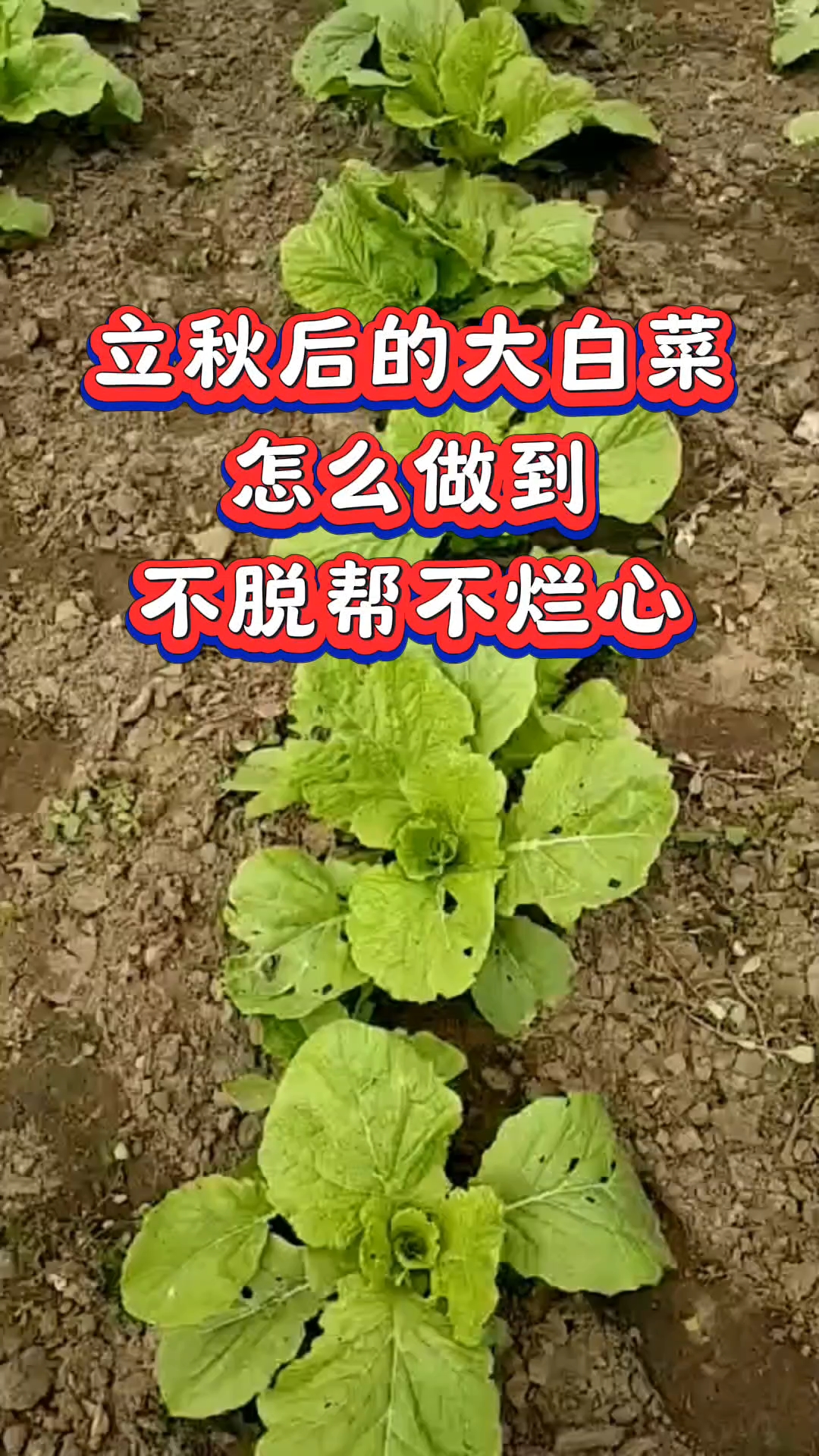 立秋后的大白菜怎么做到不脱梆不烂心#三农#农业#农业种植