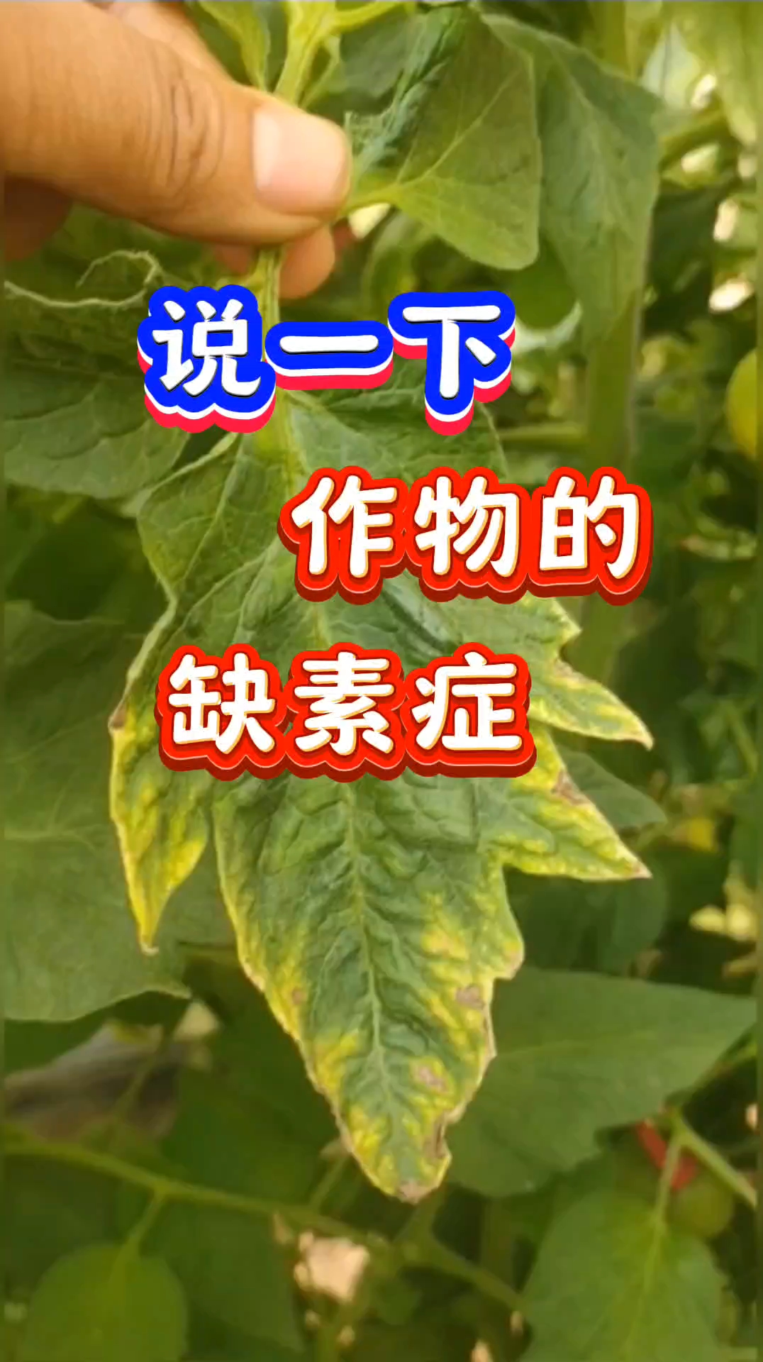 说一下作物的缺素症#三农#农业#农业种植#蔬菜种植#农业植保