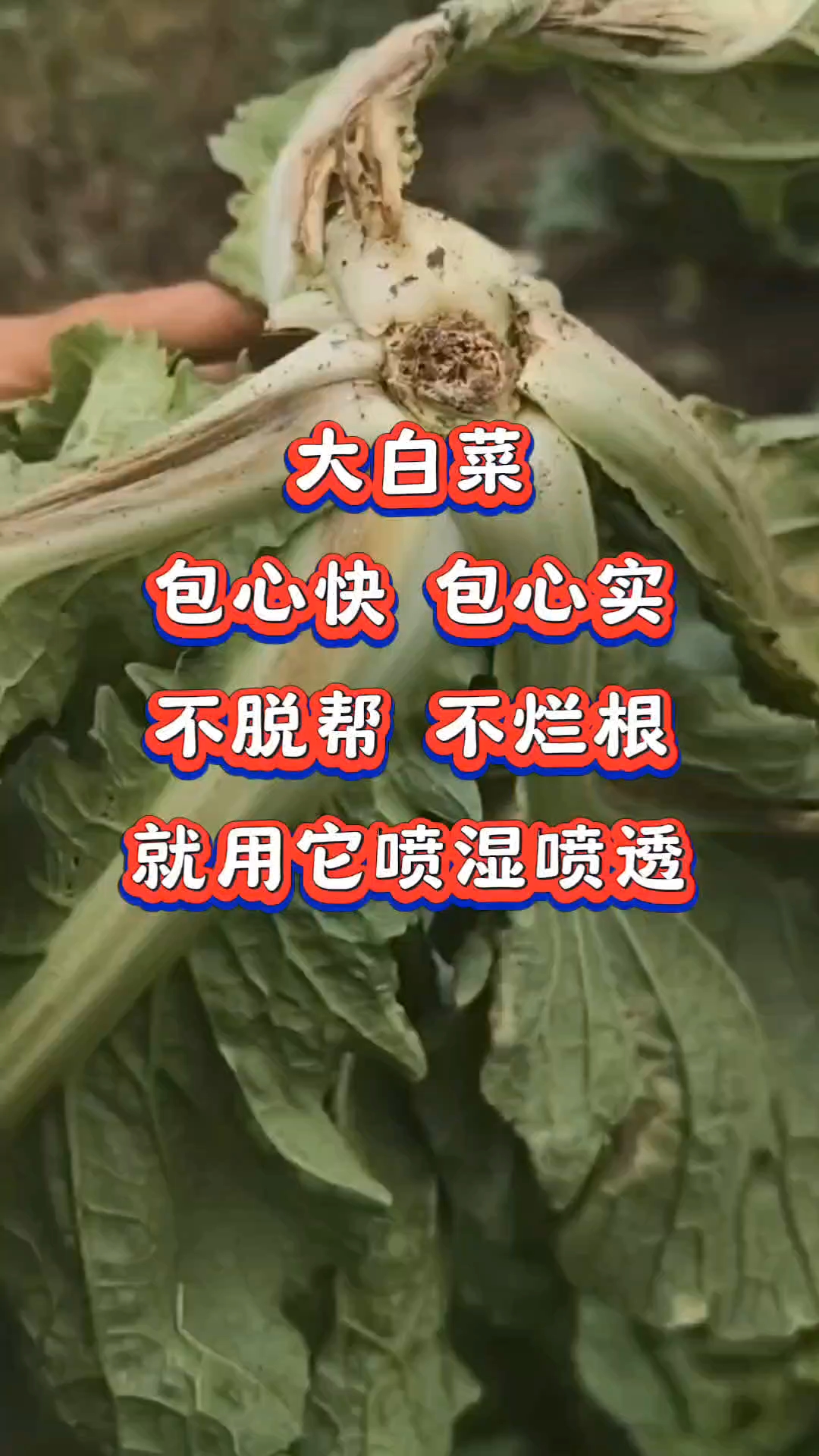 大白菜包心快包心实不脱帮不烂根就用它喷湿喷透#三农 #农业