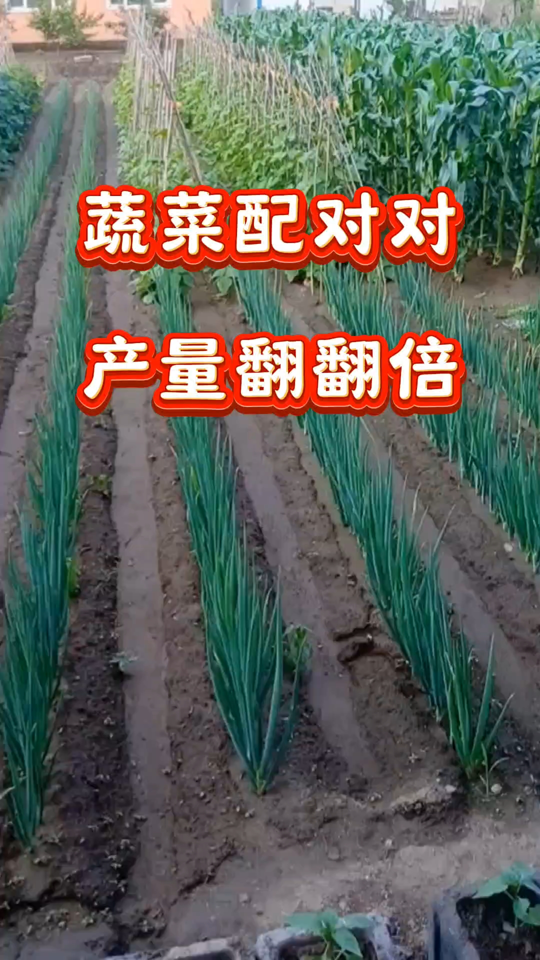 蔬菜配对对,产量翻翻倍#三农#农业#农业种植#蔬菜种植
