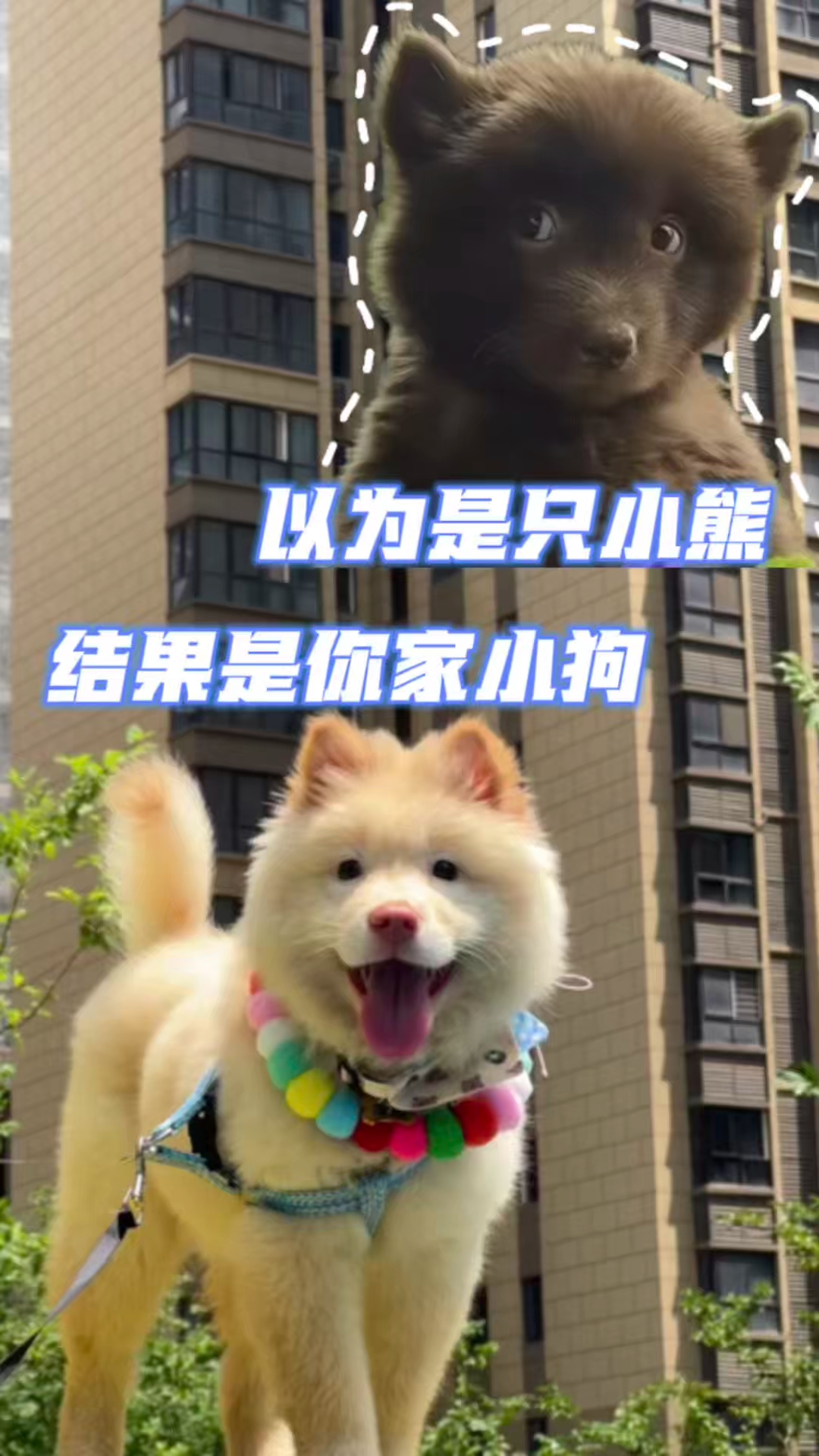 你是说这个表情包是你家小狗！？（cr：壮壮土松）#土松犬#