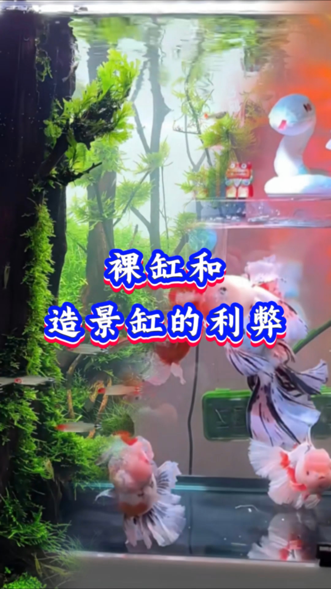 裸缸和造景缸的利弊##观赏鱼# #新手养鱼# #养鱼日记# #养鱼新手必看#