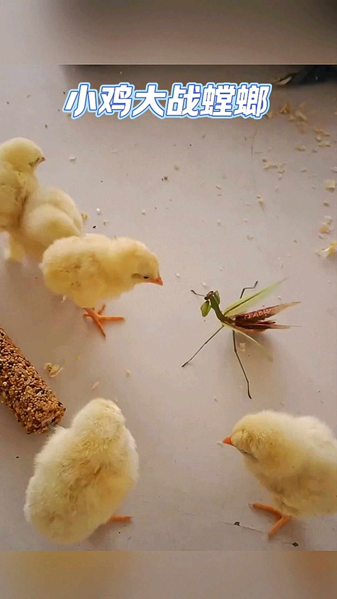 小鸡报仇,一个月不晚