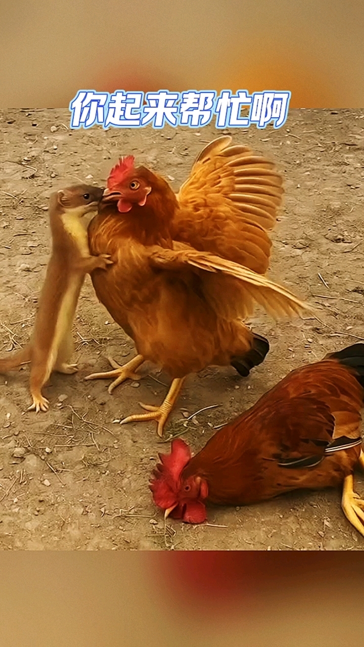 黄鼠狼给鸡拜年，没安好心