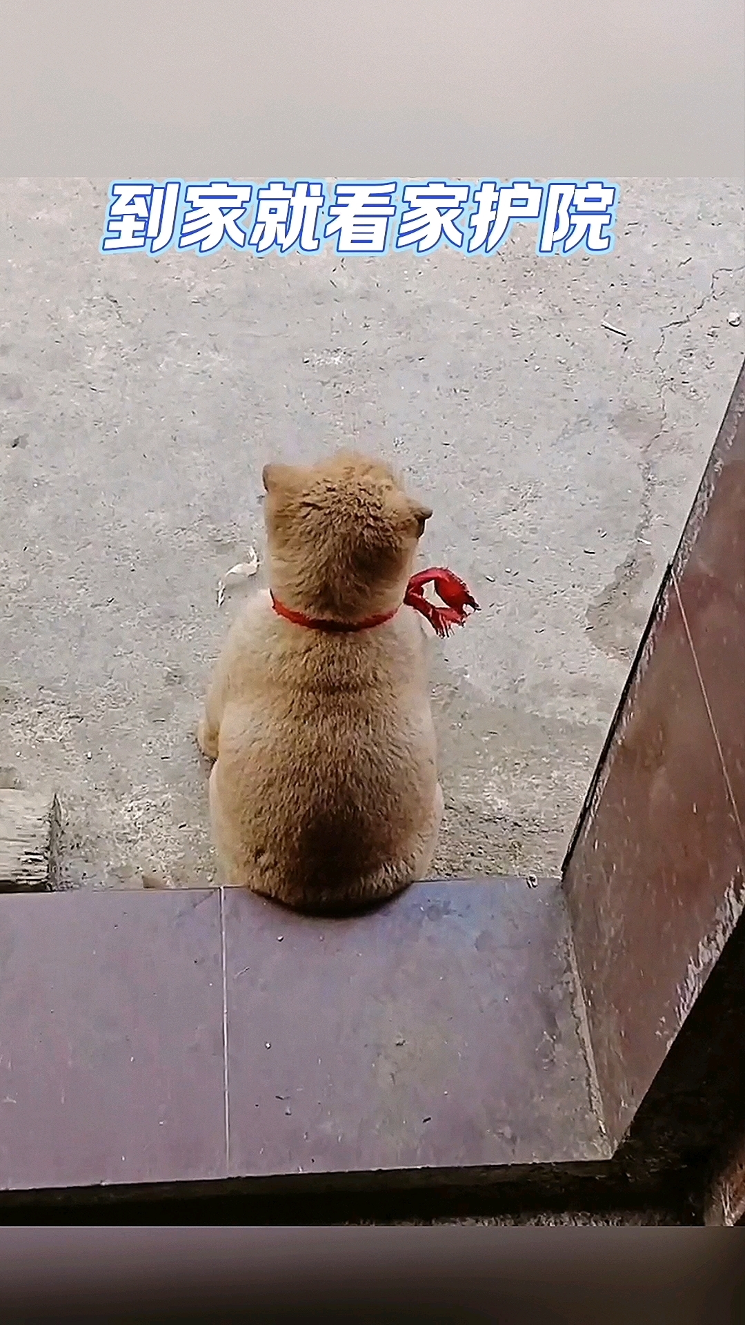 小家伙真可爱，必须加鸡腿